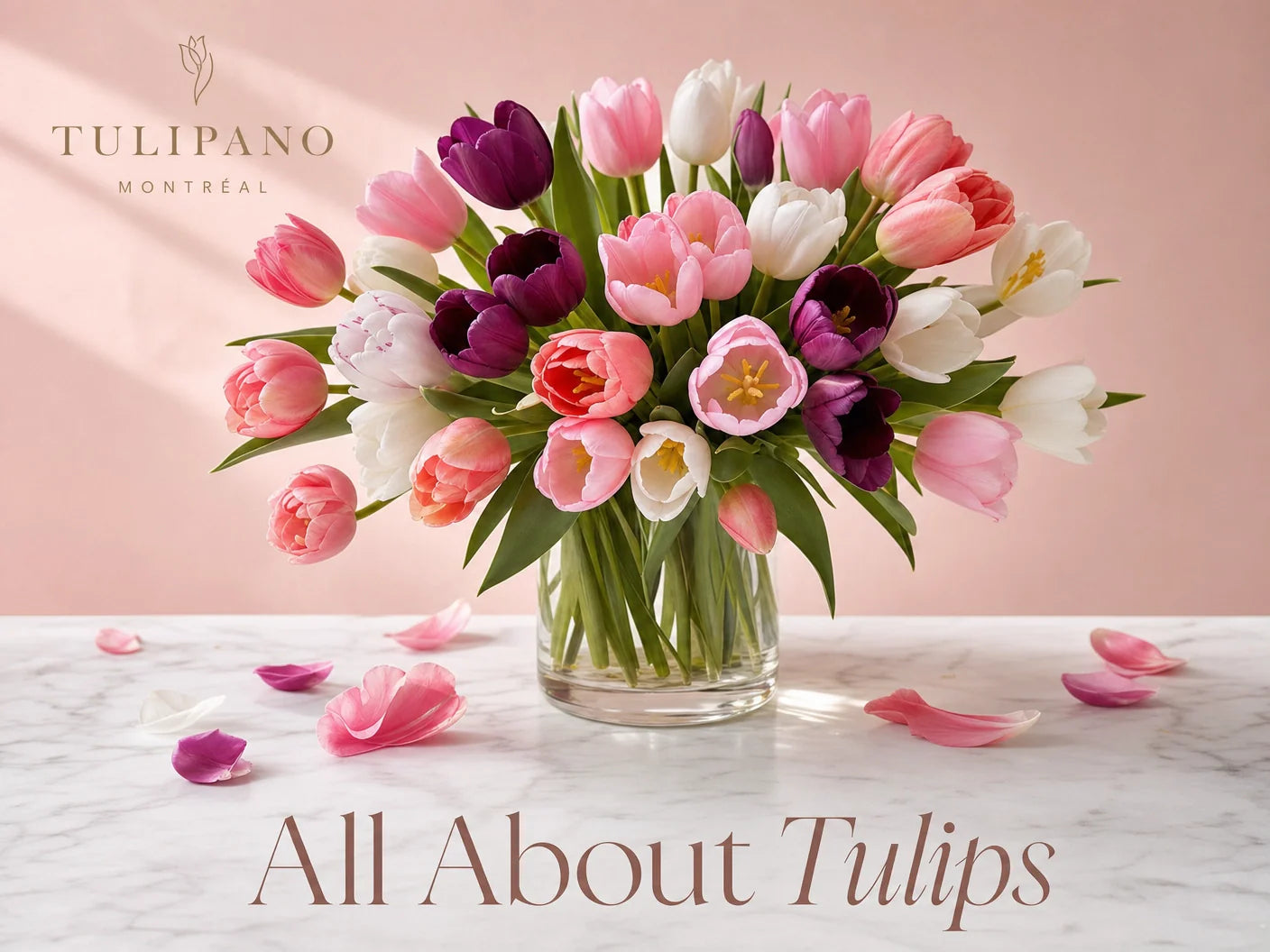 All about Tulips