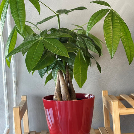 Money Tree (Pachira Aquatica Braided) 30cm (12'') with pot