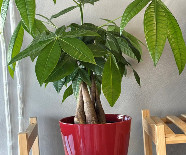 money tree twisted trunk Money Tree (Pachira Aquatica Braided) 30cm (12'') with pot – Tulipano