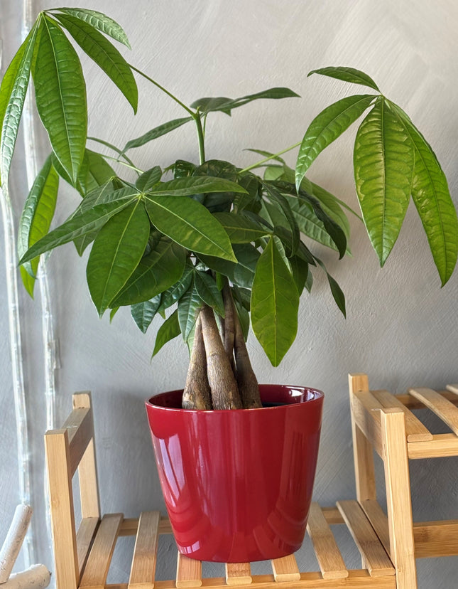 Money Tree (Pachira Aquatica Braided) 30cm (12'') with pot
