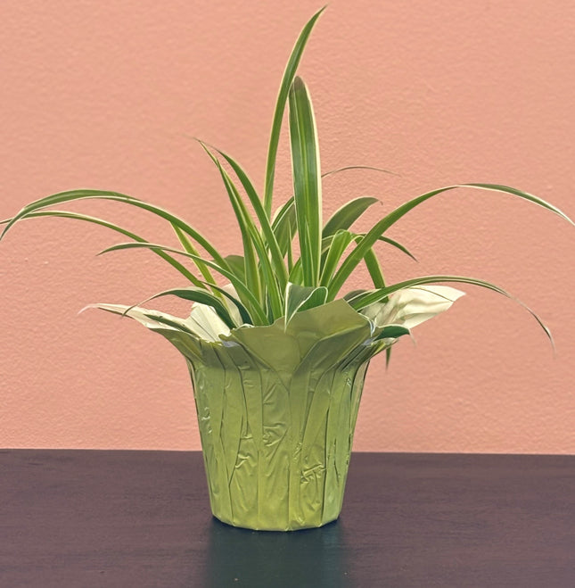 Plante araignée (Chlorophytum comosum)