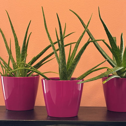Aloe Vera