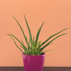 Medium 15 cm (6'') with pot