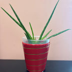 Small 10 cm (4'')