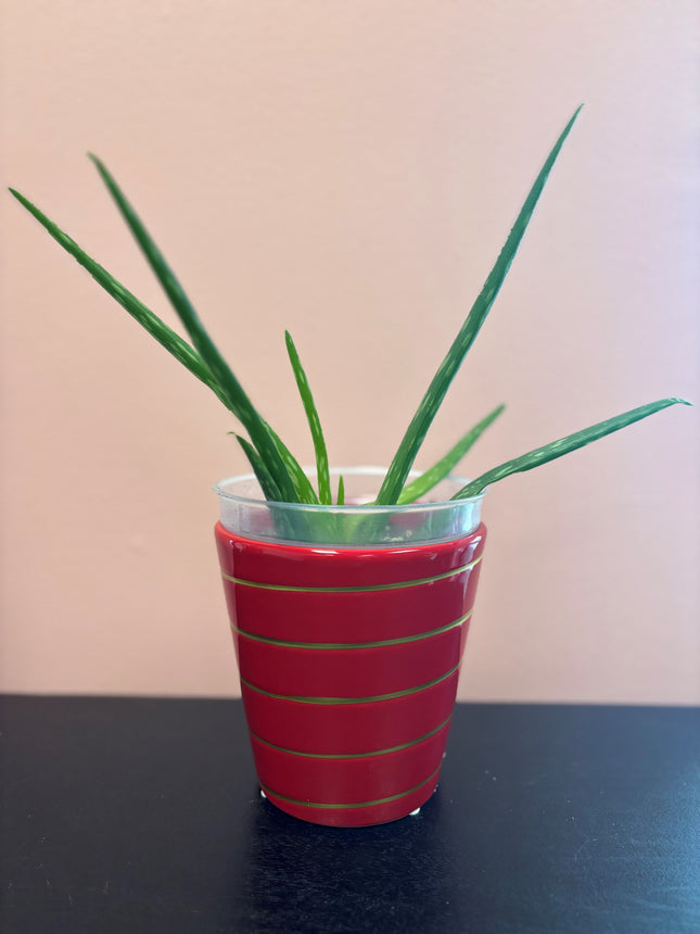 Aloe vera