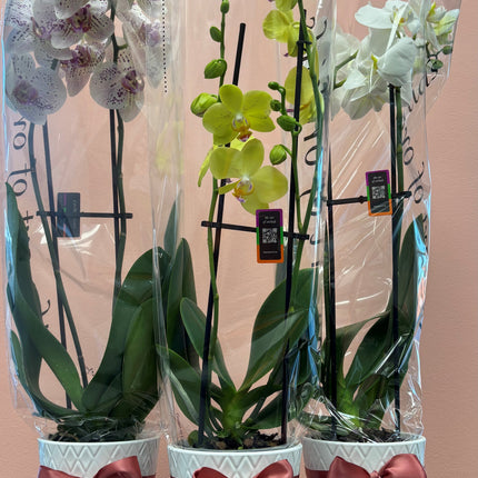 Orchid (Magnifica) 2 Spikes , Various Colours,  13cm (5'') with pot