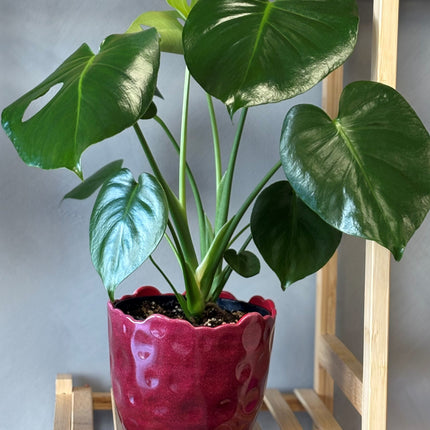 Monstera Deliciosa