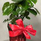 Large 39 cm (15'')