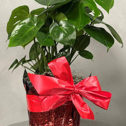 Monstera Deliciosa