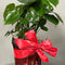 Centerpieces
