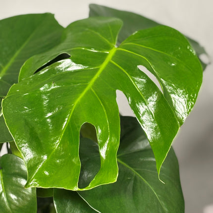 Monstera Deliciosa