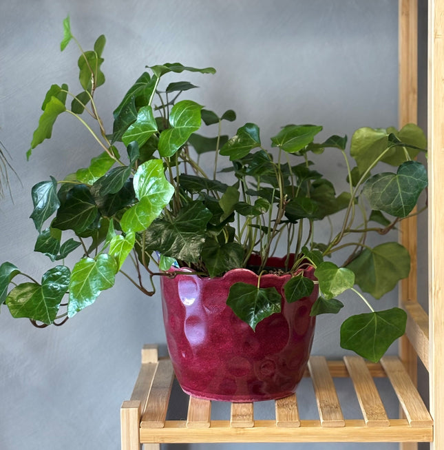 Lierre anglais 30 cm (12 po) avec pot