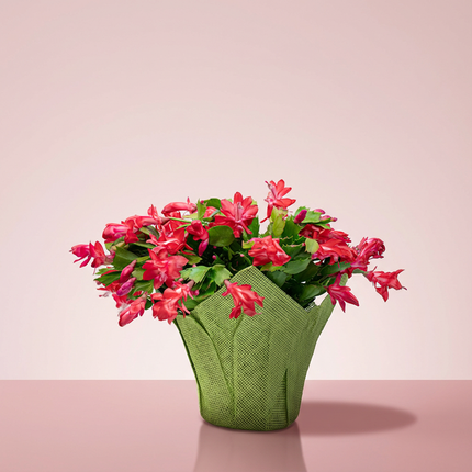 Christmas Cactus (Schlumbergera) Various Colours 15cm (6'')