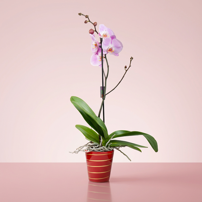 Orchid (Phal Magnifica) Single Spike Various Colours 13cm (5'')