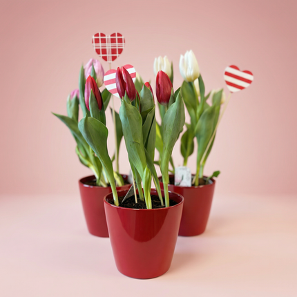 Tulip Plant medium - 6 stems