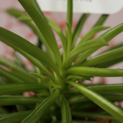 Party Favour - Decorated Mini Succulent Plant 3'' with ceramic pot