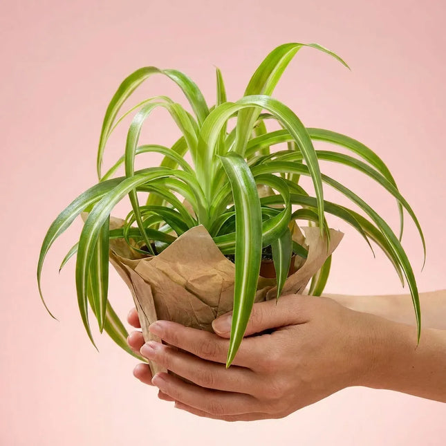 Spider plant (Chlorophytum comosum)