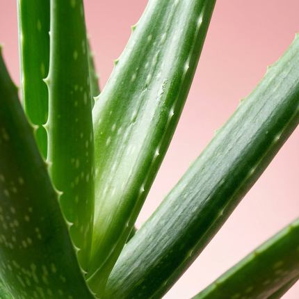 Aloès Vera