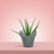 Aloe Vera 15cm (6'')
