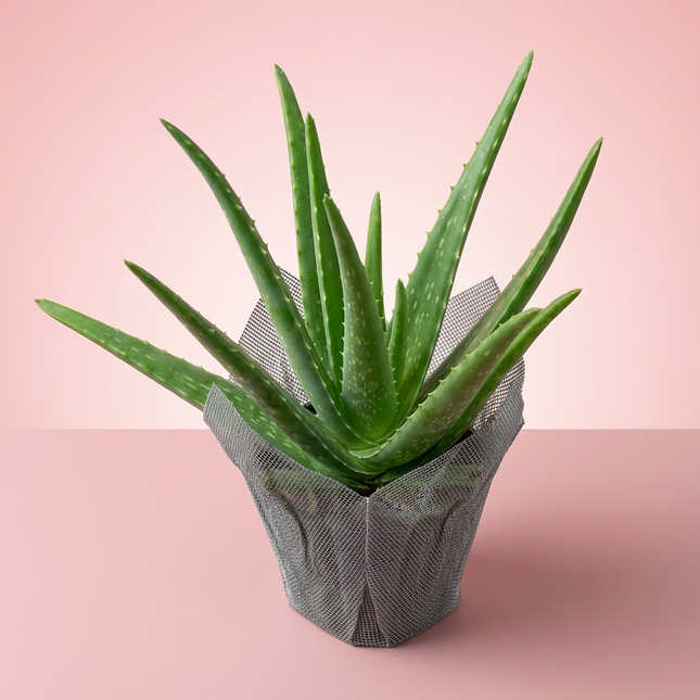 Aloe Vera (Aloès)