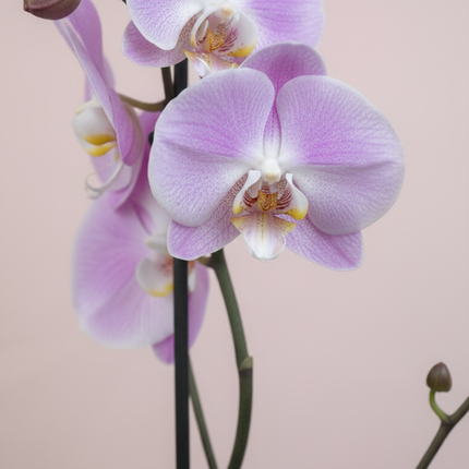 Orchidées (couleurs variées)