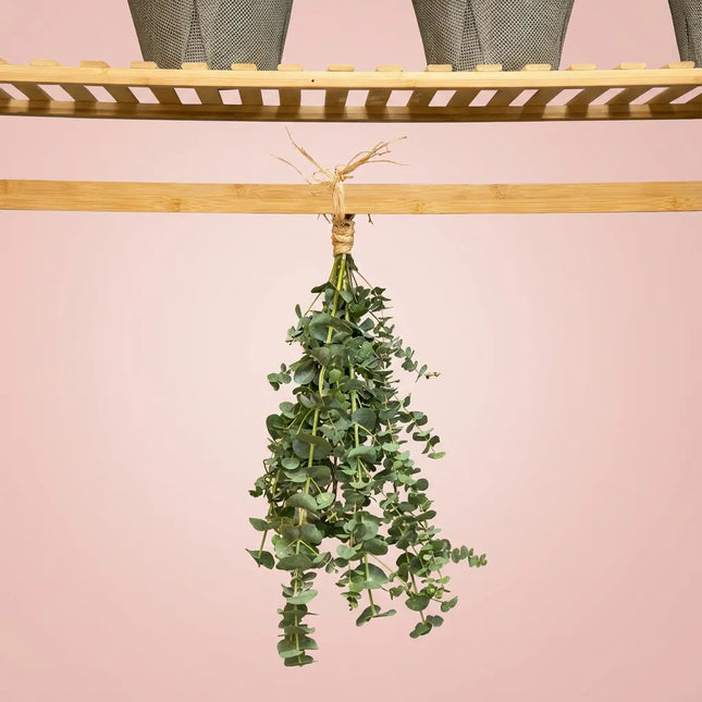 Eucalyptus Shower Steam Bouquet (7 stems)