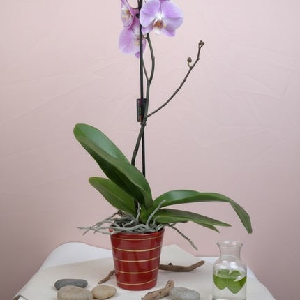 Orchidées (couleurs variées)