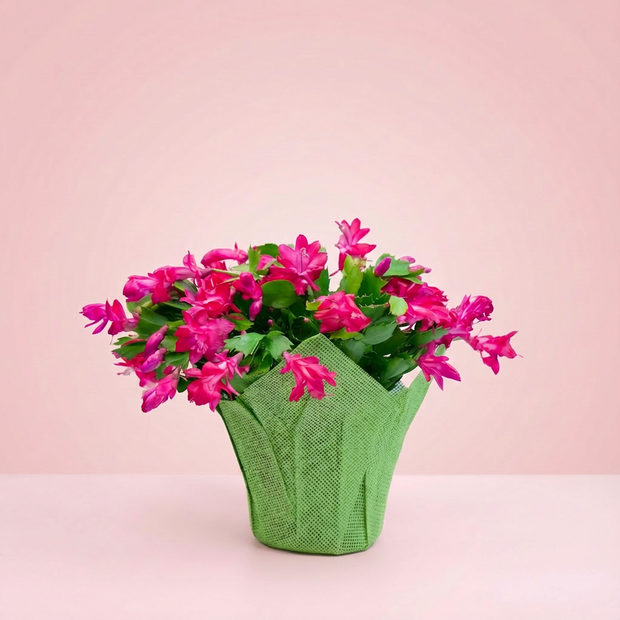 Banner image for: <h3>A Flower with Purpose</h3>