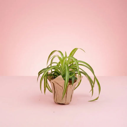 Plante araignée (Chlorophytum comosum)