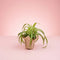 Spider plant (Chlorophytum comosum)