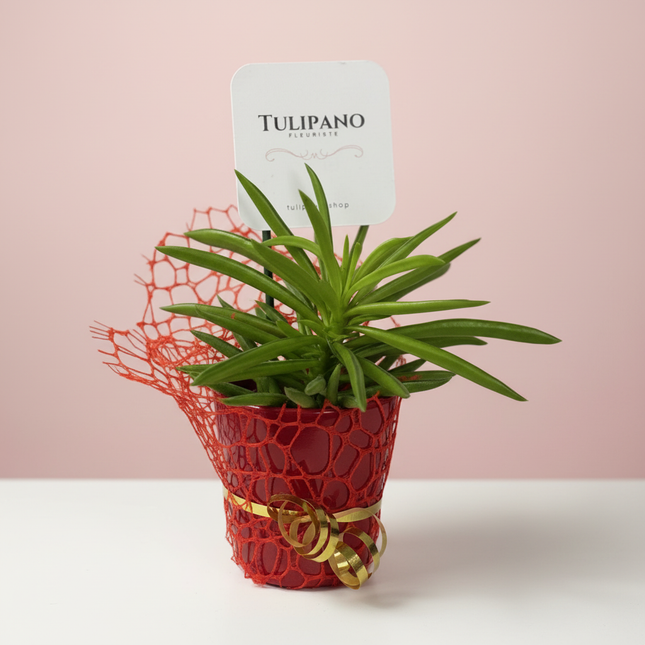 Party Favour - Decorated Mini Succulent Plant 3'' with ceramic pot