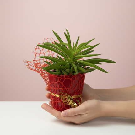 Party Favour - Decorated Mini Succulent Plant 3'' with ceramic pot