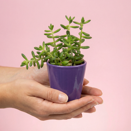 Mini Succulent Plant 3'' with ceramic pot