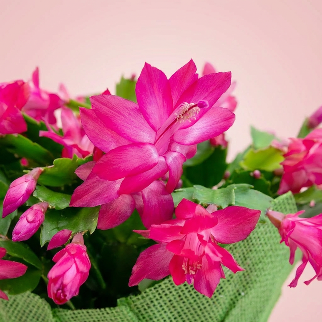 Cactus des fêtes (Schlumbergera) Couleurs variées 15 cm (6'')