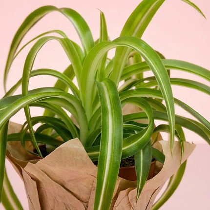 Plante araignée (Chlorophytum comosum)