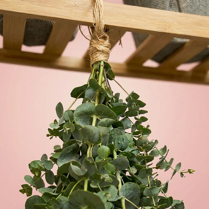 Bouquet de vapeur d'eucalyptus pour la douche (7 tiges)