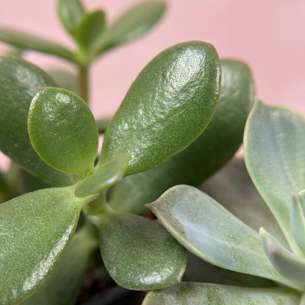 Close-up of green succulent leaves with a pinkish background
