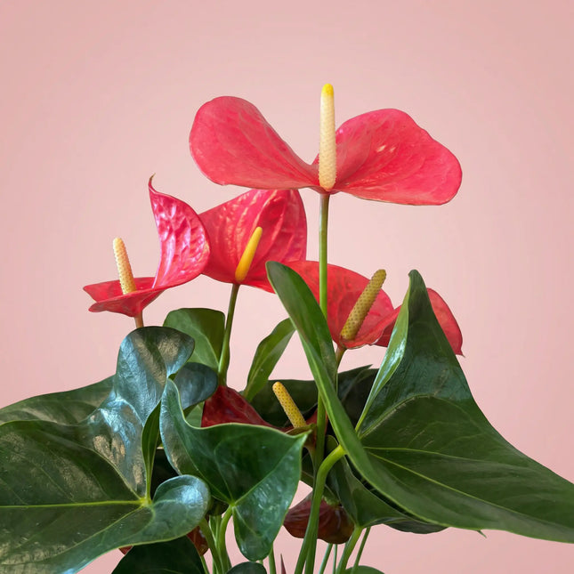 Anthurium Pink 26cm (10'')