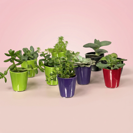 Mini Succulent Plant 3'' with ceramic pot