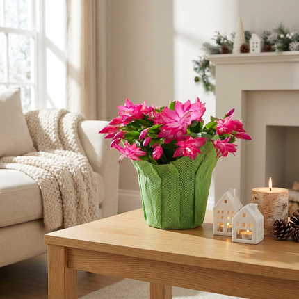 Beautés à longues tiges