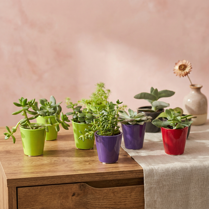 Mini Succulent Plant 3'' with ceramic pot