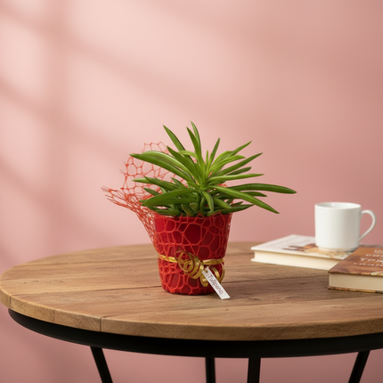 Party Favour - Decorated Mini Succulent Plant 3'' with ceramic pot