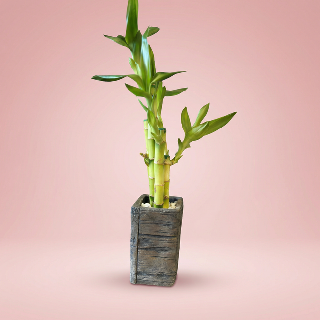 Bambou porte-bonheur en pot céramique « bois vieilli » - gris clair