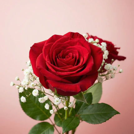 Classic Red Premium Long Stemmed Rose Bouquet x12 (vase not included)
