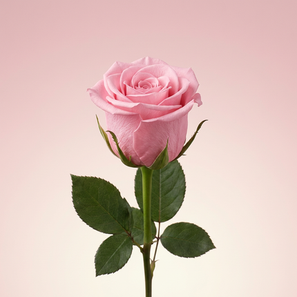 Eternal Roses - Single Long Stem 55cm