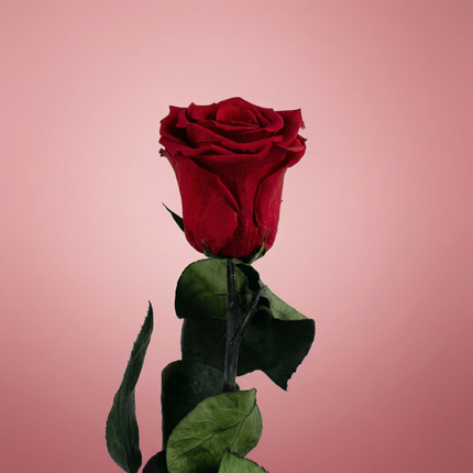 Eternal Roses - Single Long Stem 55cm