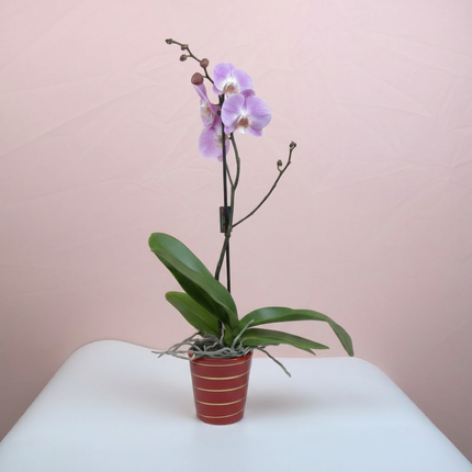 Orchidées (couleurs variées)