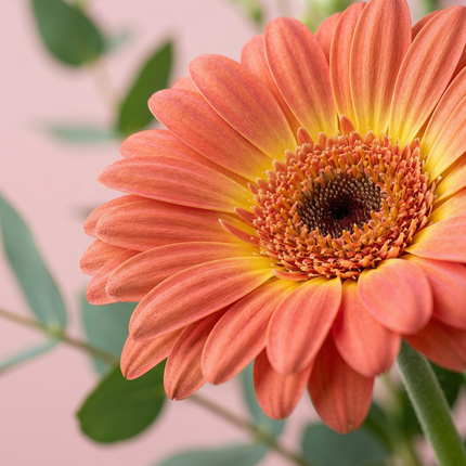 Gerbera Sunshine Fire Bouquet