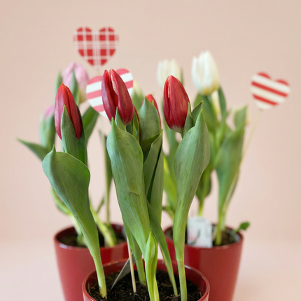 Tulip Plant medium - 6 stems