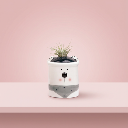 Christmas Air Plants Tillandsia